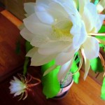 食べれる花