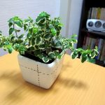 花言葉「あなたは私を元気づける」